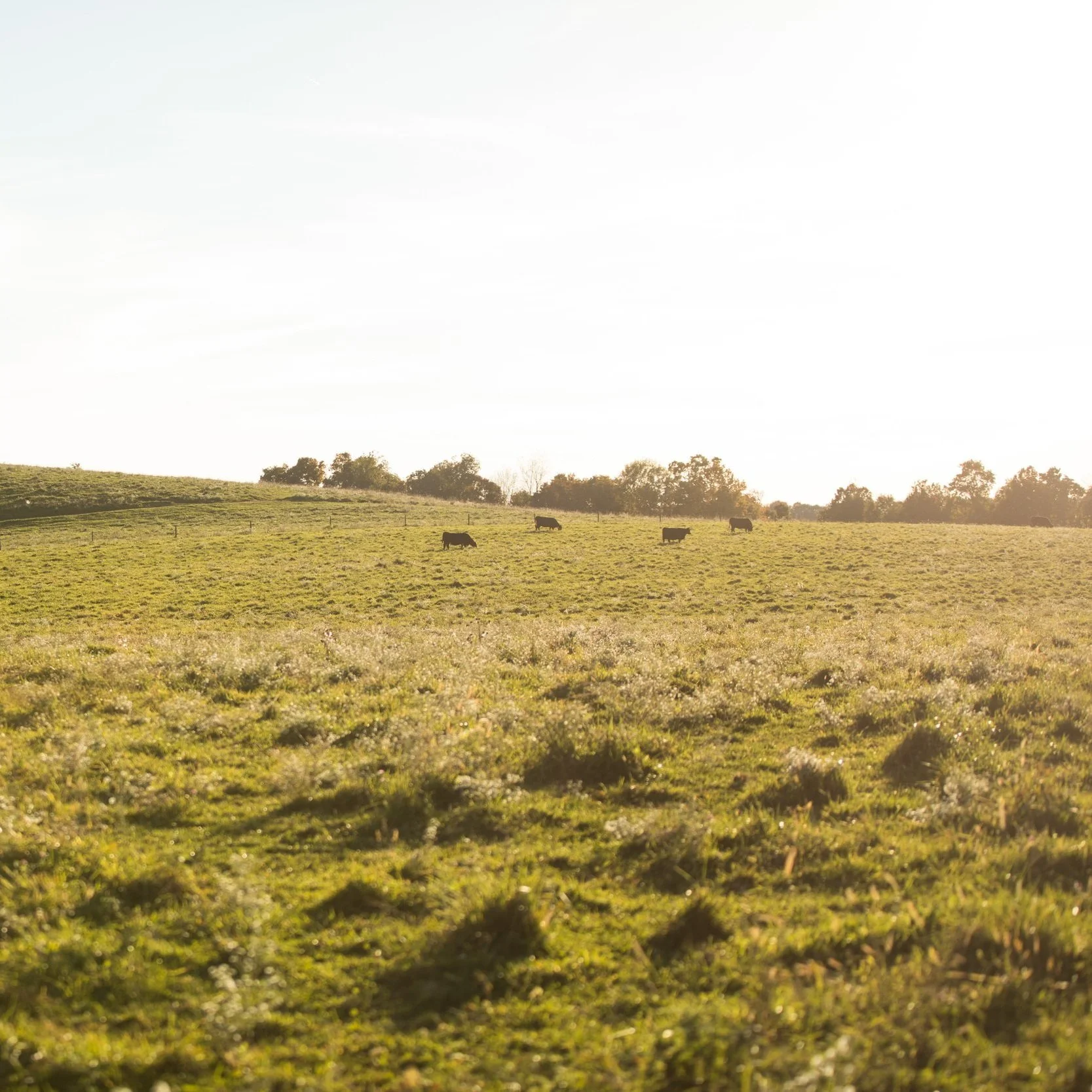 Wide open pasture with grazing cows under a bright sky, showcasing a serene rural landscape in the early morning light.