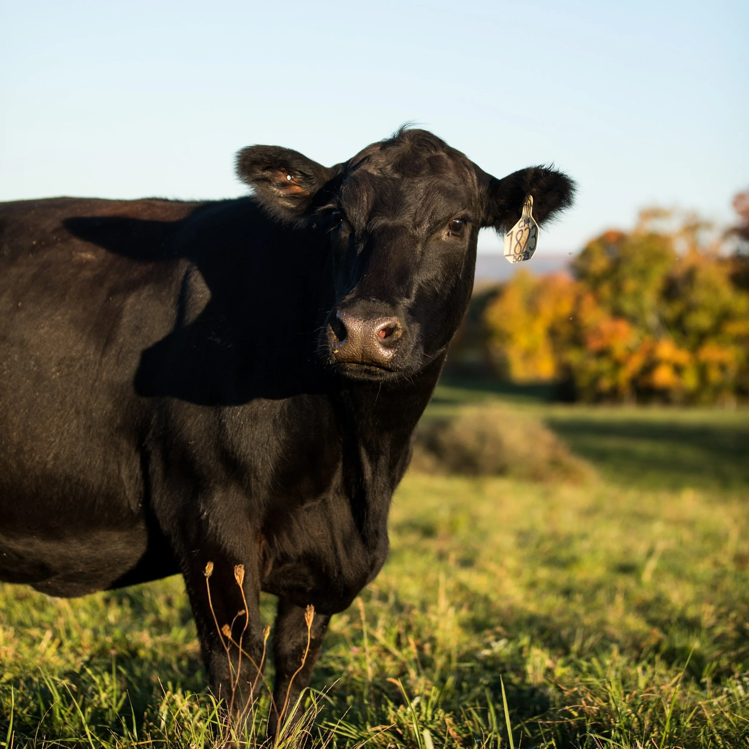 Black cow standing in a grassy field with autumn trees in the background, showcasing a clear identification tag on its ear.