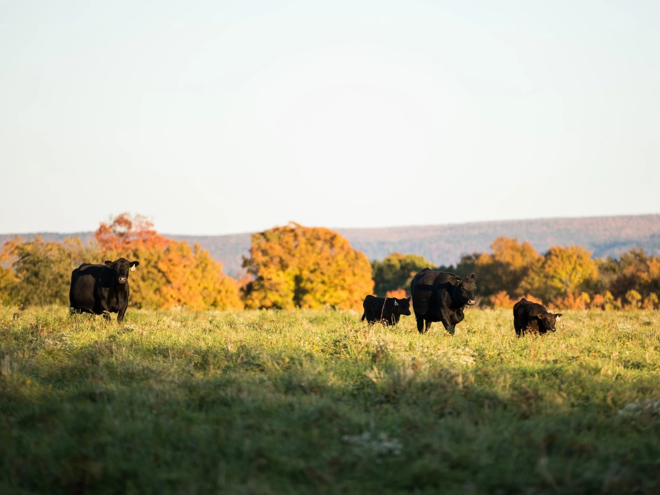 DawntoDuskFall2022_73 (1) Black cattle grazing in a lush green pasture during autumn, with colorful trees in the background and a clear sky.